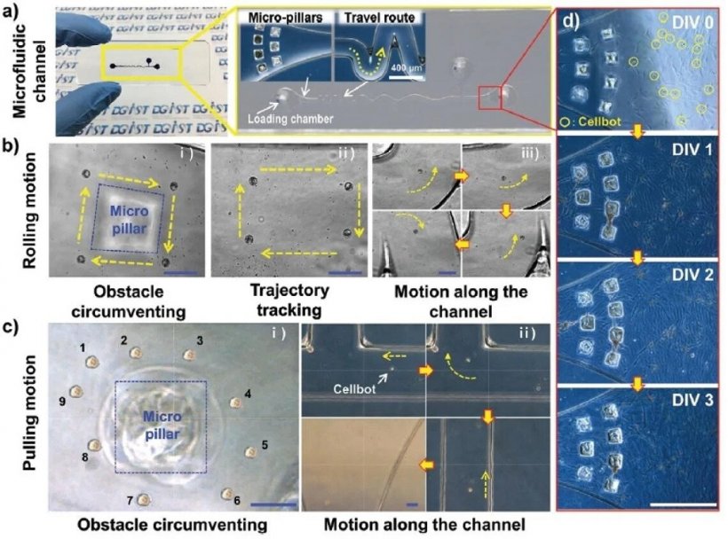 In vitro magnetic actuation of the Cellbots in a microfluidic channel. a)...